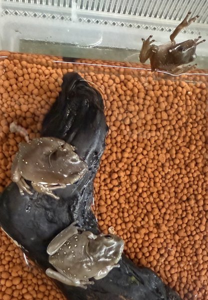 画像1: 4. イエアメガエル ブルーアイ (1)