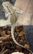 画像2: ☆11 フトアゴヒゲトカゲ (2)