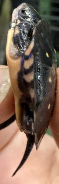 画像3: 2. キボシイシガメ (3)