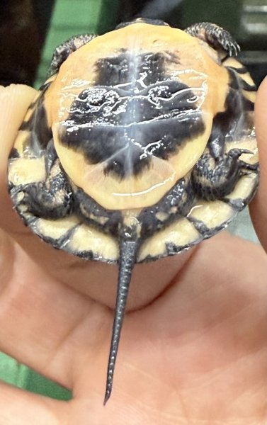 画像2: 5. キボシイシガメ (2)