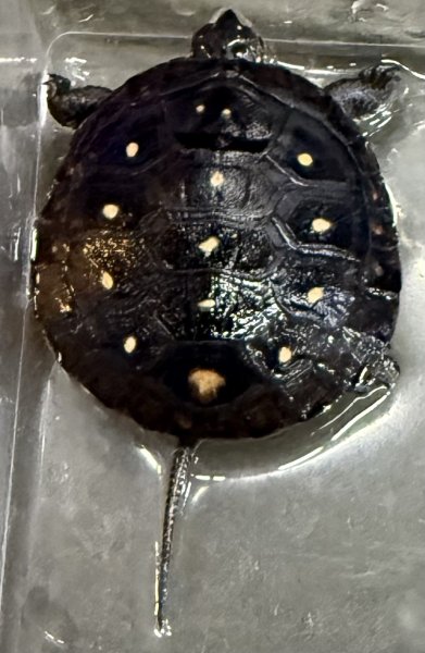 画像1: 4. キボシイシガメ (1)