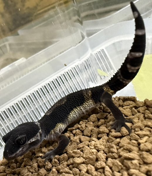 画像2: 25. ブラックナイト (2)