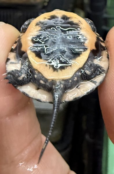 画像2: 2. キボシイシガメ (2)