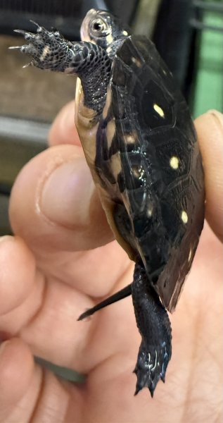 画像3: 4. キボシイシガメ (3)