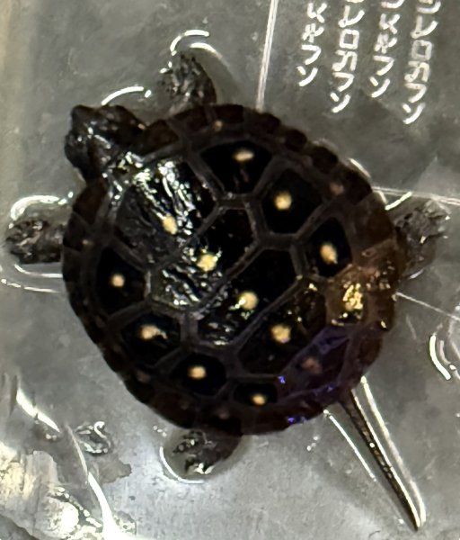 画像1: 2. キボシイシガメ (1)