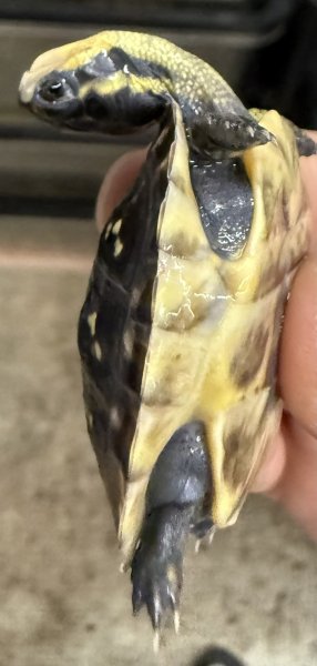 画像3: (2) フロリダハコガメ(ベビー) (3)