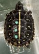 画像1: (2) フロリダハコガメ(ベビー) (1)