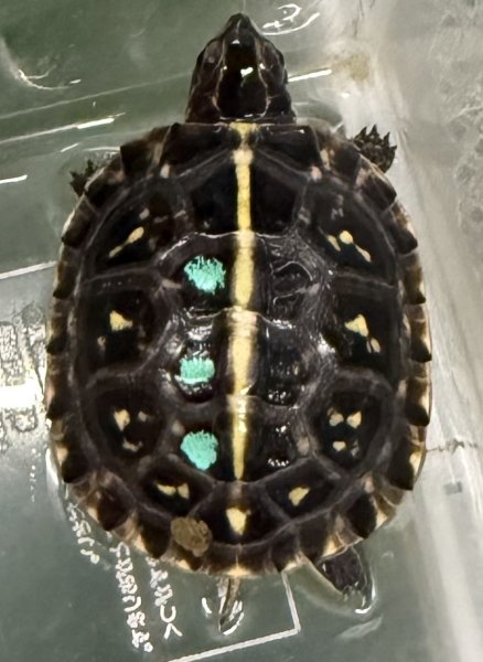 画像1: (2) フロリダハコガメ(ベビー) (1)