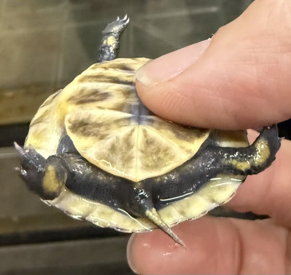 画像2: (2) フロリダハコガメ(ベビー) (2)