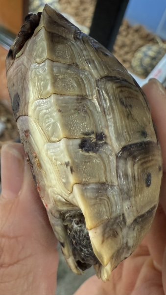 画像3: 1. イベラギリシャ (3)