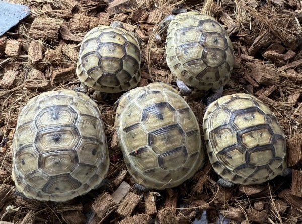 画像1: 1. イベラギリシャ (1)