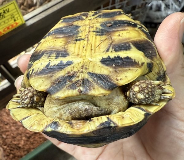 画像2: ☆1 ヒガシベルセオレ (2)