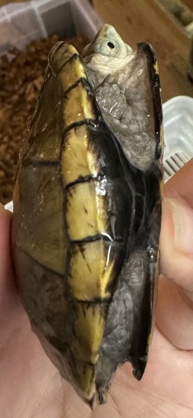 画像3: 1. キイロドロガメ (3)