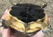 画像2: 1. セマルハコガメ (2)