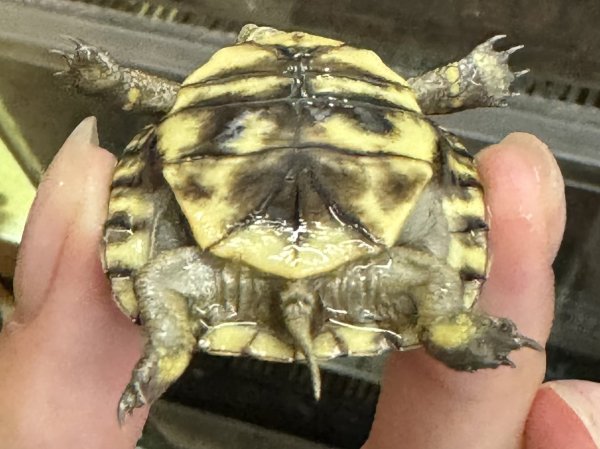 画像2: 1. ミツユビハコガメ(ベビー) (2)