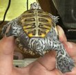 画像2: (1) カロリナダイヤモンドバックテラピン (2)