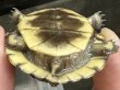 画像2: 2. ミツユビハコガメ(ベビー) (2)