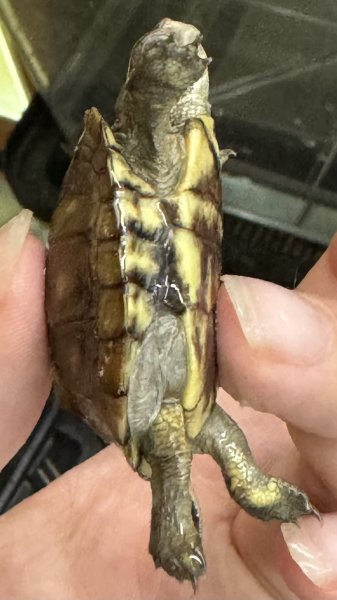 画像3: 1. ミツユビハコガメ(ベビー) (3)