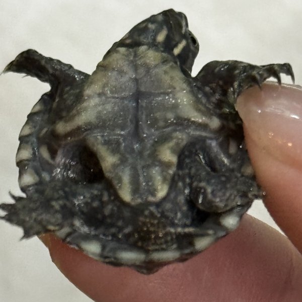 画像3: (1) ミシシッピニオイガメ ハイポケット(ベビー) (3)