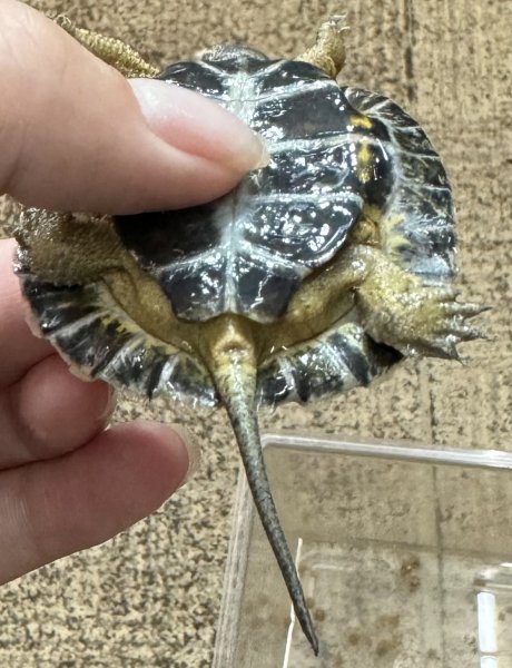 画像2: 1. モリイシガメ (2)