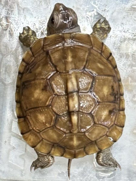 画像1: 1. ミツユビハコガメ(ベビー) (1)