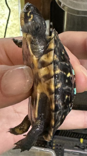 画像3: ‪☆1 フロリダハコガメ(ベビー) (3)