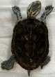 画像1: (1) カロリナダイヤモンドバックテラピン (1)