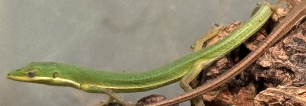 画像1: オキナワアオカナヘビ︎︎ ♀ (1)
