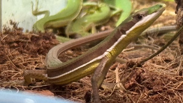 画像1: オキナワアオカナヘビ︎︎ ♂ (1)