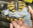 画像2: ‪☆2 オルナータダイヤモンドバックテラピン (2)