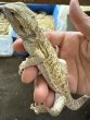 画像2: 3. フトアゴヒゲトカゲ（ハイポパステルイエロー） (2)