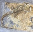 画像3: 2. フトアゴヒゲトカゲ（アースカラーイエロー） (3)