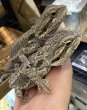 画像3: 7.  フトアゴヒゲトカゲ （アースカラーイエローブラックネイル） (3)