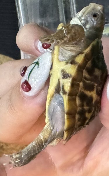 画像3: 2. キタニシキハコガメ (3)