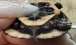 画像2: ☆2 キボシイシガメ (2)