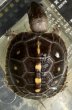 画像1: 3. トウブハコガメ (1)