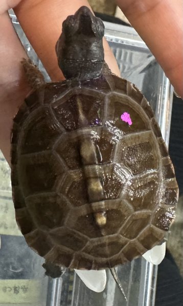 画像1: 2. トウブハコガメ (1)