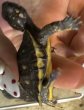 画像3: 11. トウブハコガメ (3)