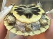 画像2: 5. キタニシキハコガメ (2)