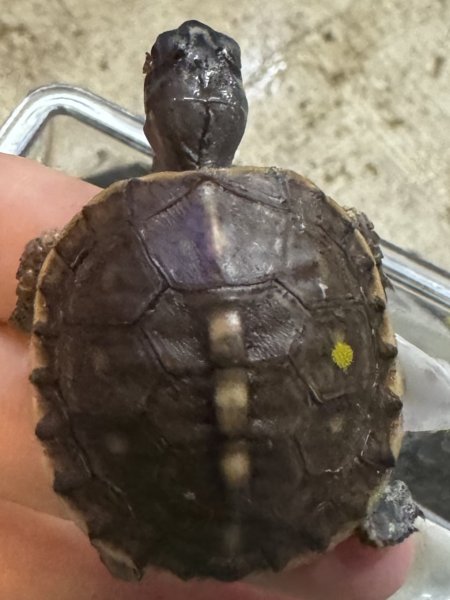 画像1: 6. トウブハコガメ (1)