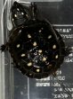 画像1: ☆1 キボシイシガメ (1)