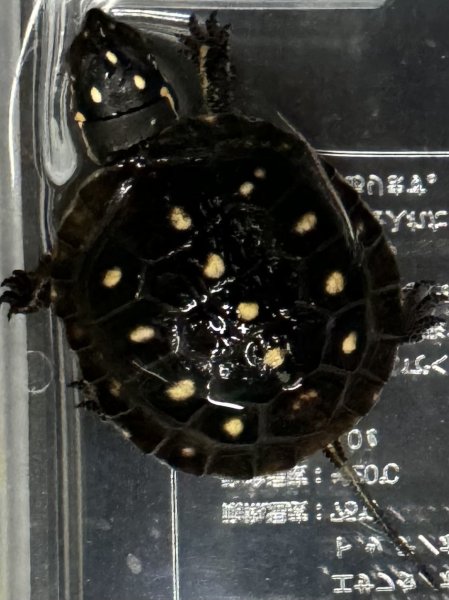 画像1: ☆1 キボシイシガメ (1)
