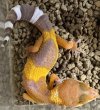 画像2: 104. タンジェリントレンパーアルビノ (2)