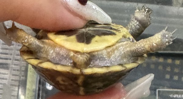 画像2: 2. キタニシキハコガメ (2)