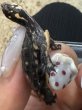 画像3: ☆1 キボシイシガメ (3)