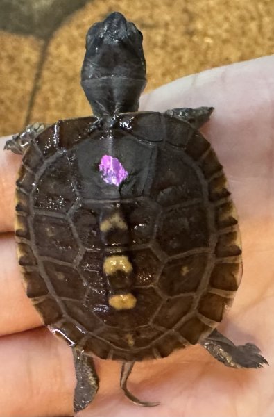画像1: 1. トウブハコガメ (1)