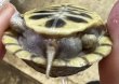 画像2: 1. キタニシキハコガメ (2)