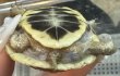 画像2: 7. キタニシキハコガメ (2)