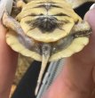 画像2: 9. トウブハコガメ (2)
