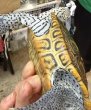 画像3: 3. カロリナダイヤモンドバックテラピン (3)